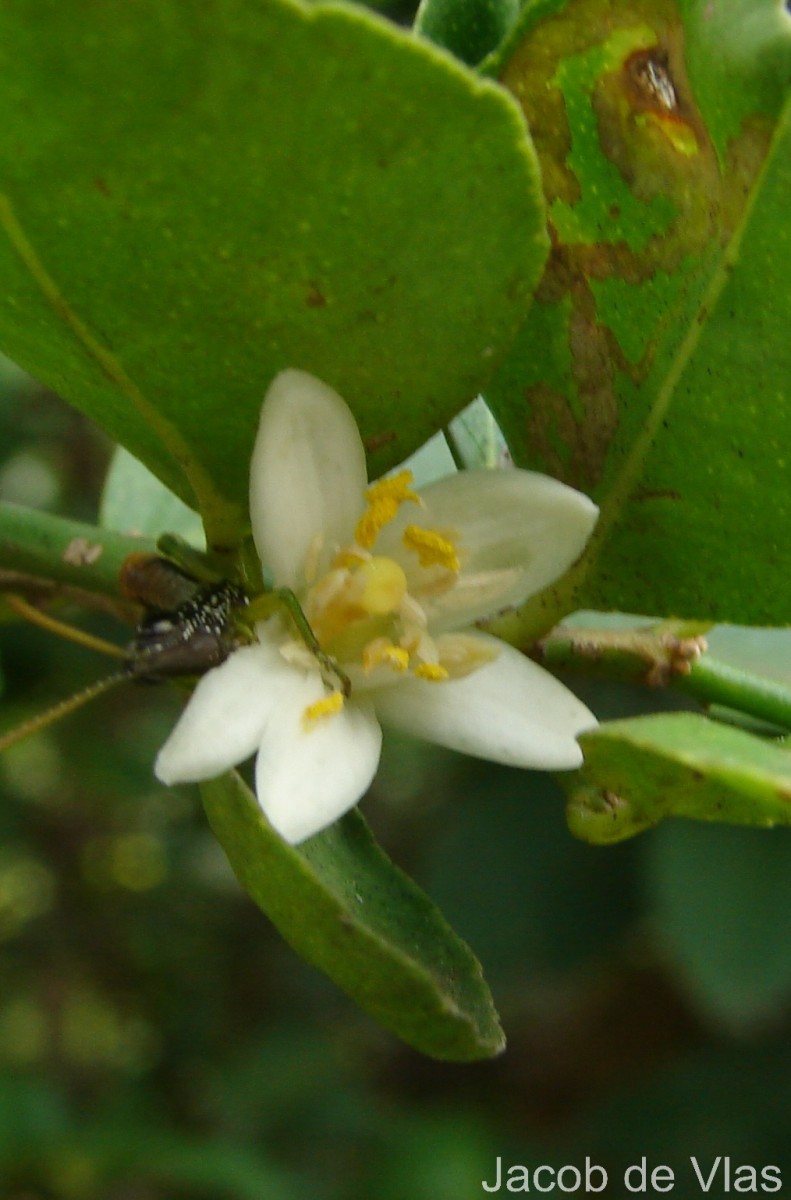 Citrus × aurantiifolia (Christm.) Swingle